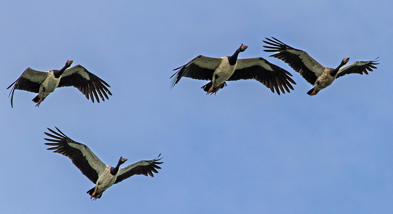 Magpie geese in flight